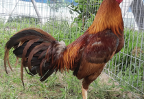 Gà Kha Minh Mỹ: Dòng gà đá tốc độ và sức bền đỉnh cao