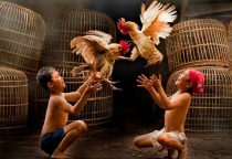 Hướng Dẫn Lựa Chọn Gà Đá Hay và Chất Lượng​