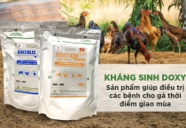 Bí Quyết Chăm Sóc Gà Đá Hiệu Quả Thời Điểm Giao Mùa 