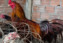 GÀ KHÉT KHAMIN – TINH HOA GÀ ĐÁ THÁI LAN