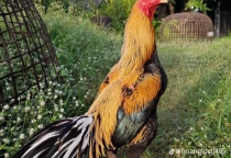 Gà Đá Mỹ Ấn Độ (Asil Mỹ) – Chiến Kê Hoàn Hảo Kết Hợp Sức Mạnh Và Tốc Độ