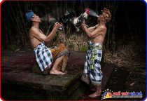 Trại Gà Đá Uy Tín – Lựa Chọn Hàng Đầu Cho Những Chiến Kê Đẳng Cấp